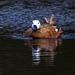 Ruddy shelduck