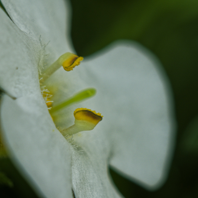 sutera cordata