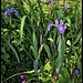 Iris x robusta (5)