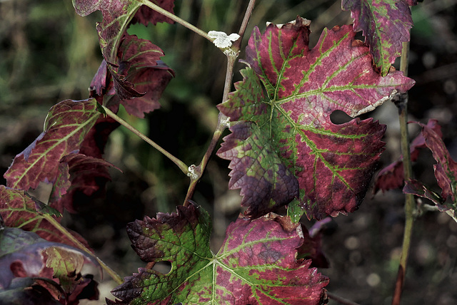 Les feuilles préférées d'Adam et d'Eve