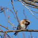 Goldfinch in a Tree