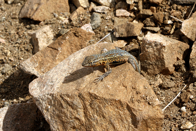 Side-blotched Lizard