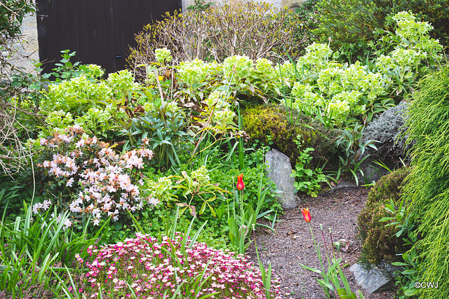 May Courtyard garden colours