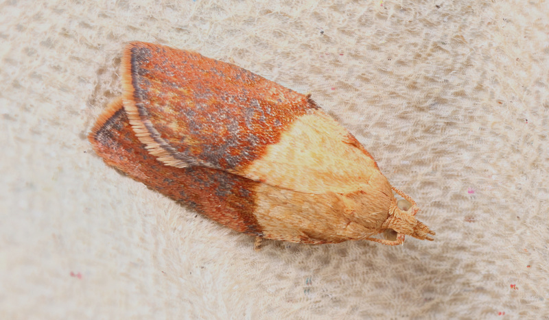 Moth IMG 3769