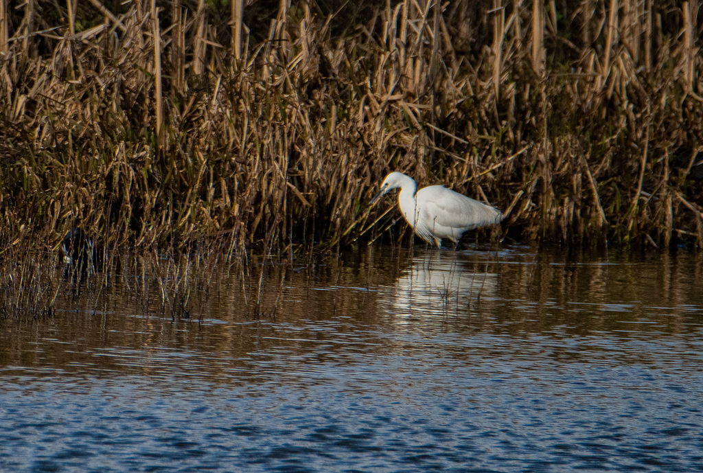 Little egret