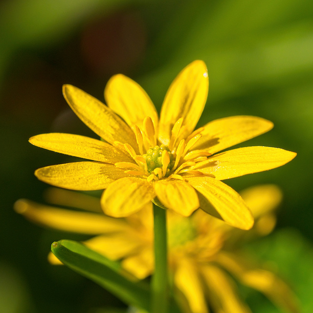 Celandine Celandine