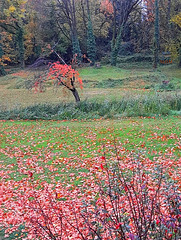 Automne au Parc**********