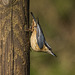 Nuthatch