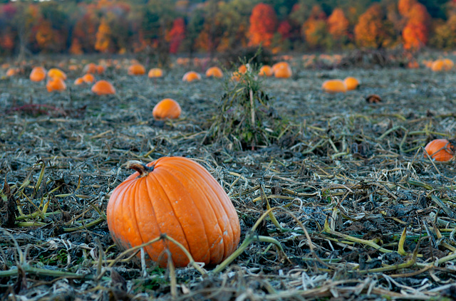 Autumn Orange - Florence MA