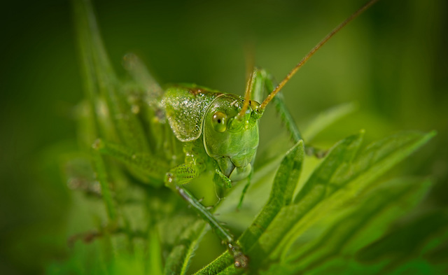 Es grünt so grün :)) It's so green :)) C'est tellement vert :)) Es grünt so grün :)) It's so green :)) C'est tellement vert :))