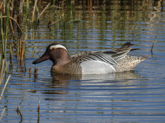 20170406 0116CPw [D~MS] Knäkente (Anas querquedula), Rieselfelder, Münster