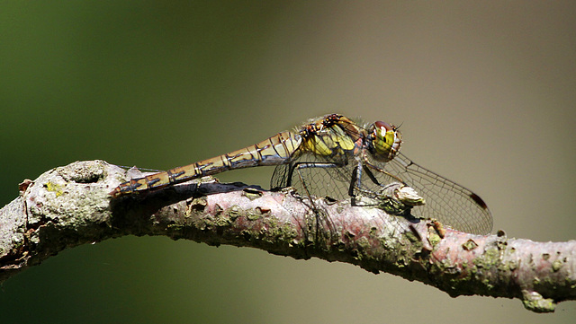 Madame sympetrum