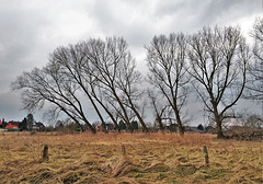 Windflüchter