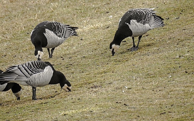 20180404 3510CPw [D~AUR] Weißwangengans (Branta leucopsis), Norderney