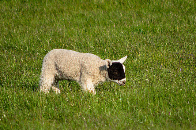 Lamb of the day: Auditioning for Phantom of the Opera