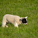 Lamb of the day: Auditioning for Phantom of the Opera