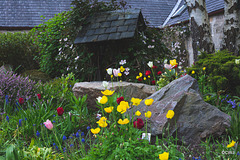 May Courtyard garden colours