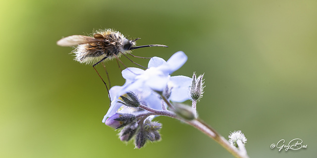 GBAS0024 Bombyle