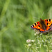 Small Tortoiseshell