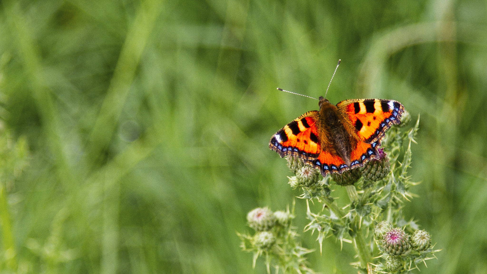 Small Tortoiseshell