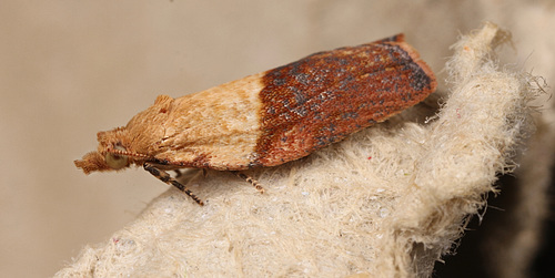 Moth IMG 3784