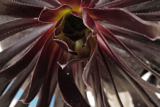 Aeonium arboreum var. atropurpureum 'Schwarzkopf'