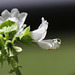 Basilic en fleur