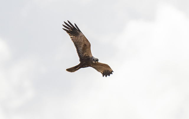 Marsh harrier