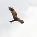 Marsh harrier