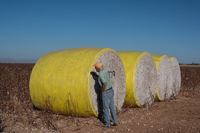 Cotton Harvest - near Coolidge AZ