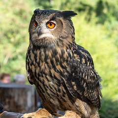 ipernity-Treffen Saarburg - Besuch des Greifvogelparks Saarburg am 12.09.2025 ipernity-Treffen Saarburg - Besuch des Greifvogelparks Saarburg am 12.09.2025