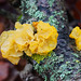Ein Pilz, der die Kälte liebt - A mushroom that loves the cold