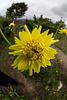 20140830 4718VRFw [D~LIP] Sonnenblume, Ziegeleimuseum, Lage