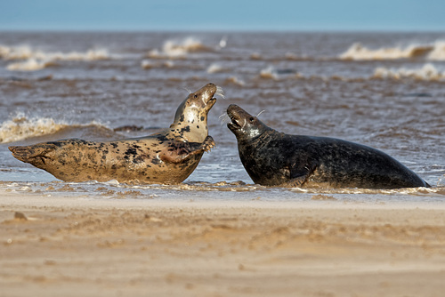 Seals