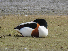 20170406 0117CPw [D~MS] Brandgans (Tadorna tadorna),  Rieselfelder, Münster