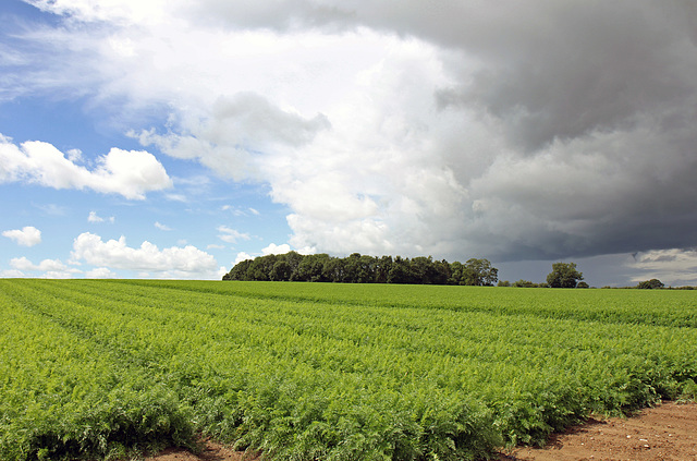 TSC.  A green landscape