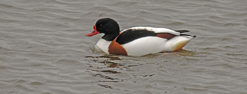 20180404 3511CPw [D~AUR] Brandgans (Tadorna tadorna), Norderney