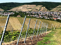 Blick aus den Bachemer Weinbergen auf Ahrweiler