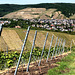 Blick aus den Bachemer Weinbergen auf Ahrweiler