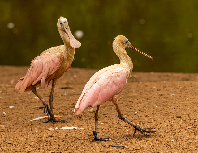 Spoonbills