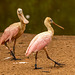 Spoonbills