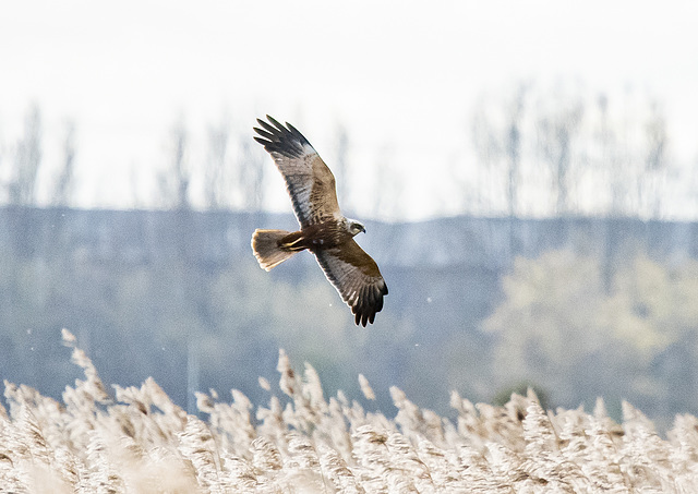 Marsh harrier