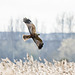 Marsh harrier