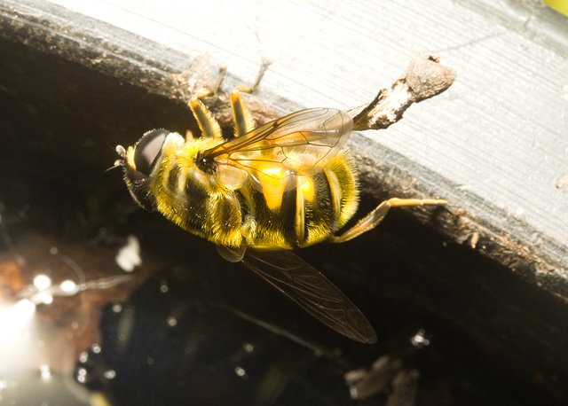 IMG 9490 BatmanHoverfly-1