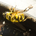 IMG 9490 BatmanHoverfly-1