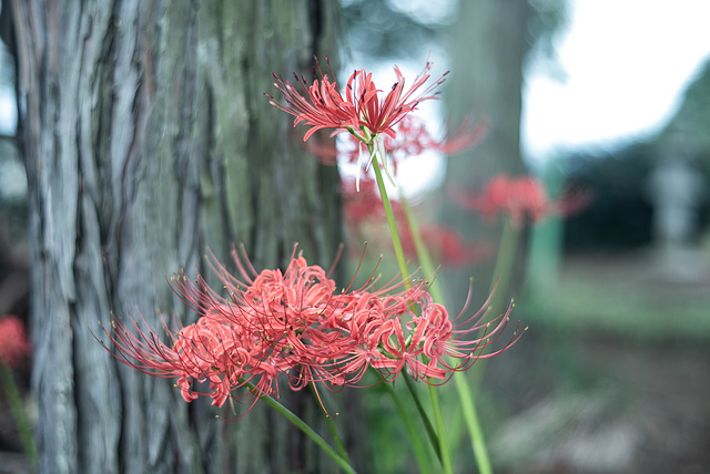 Spider lily