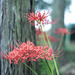 Spider lily