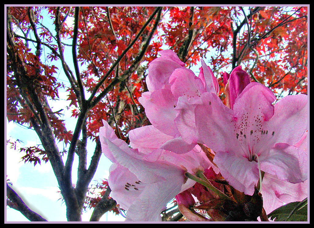 Azalea and Leaves.