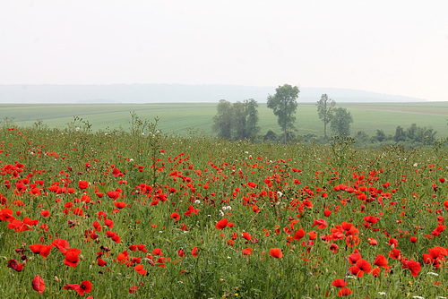 A l'orée des coquelicots