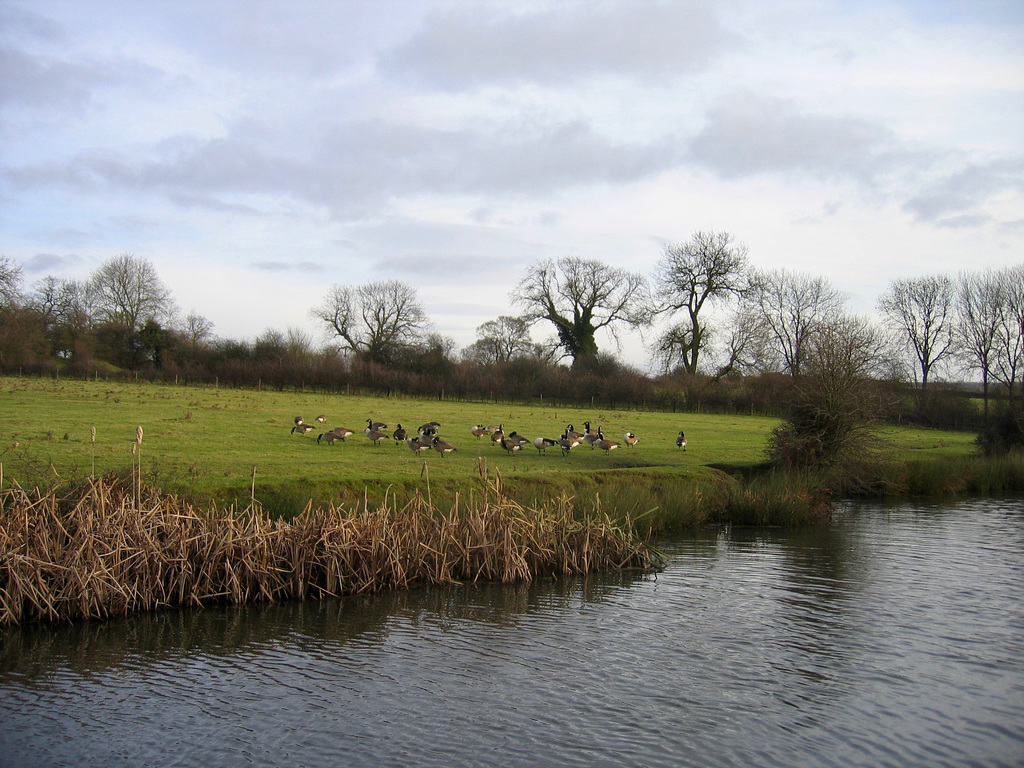 Rushall Canal looking towards Riddian Bridge from Park Lime Pits Country Park